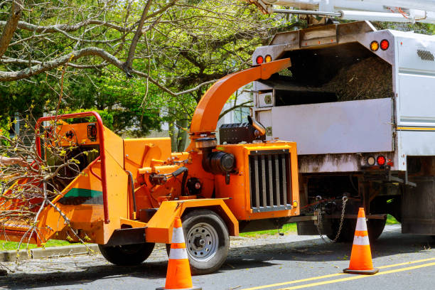 How Our Tree Care Process Works  in  Hahira, GA