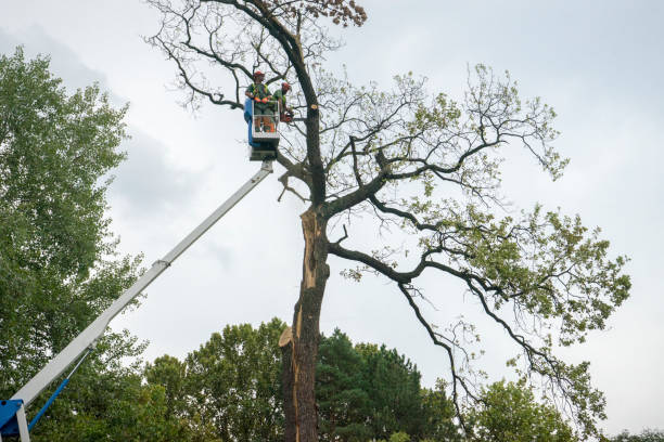 Reliable Hahira, GA Tree Removal Solutions